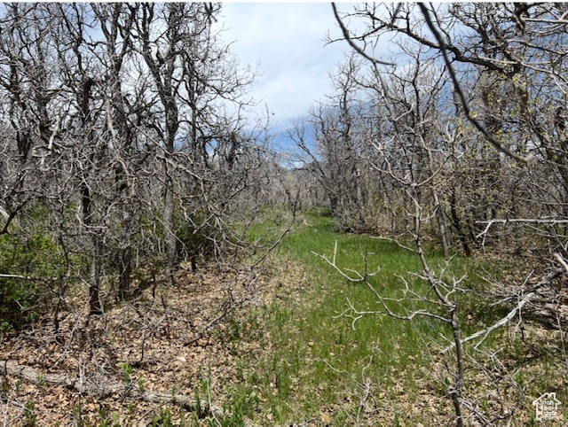 View of undeveloped land