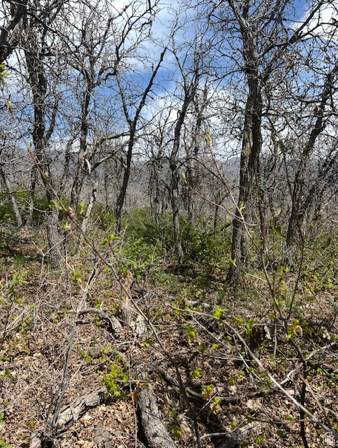 View of local wilderness