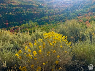 Drone / aerial view of a forest