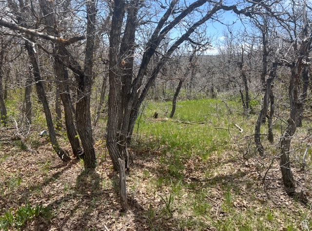View of local wilderness