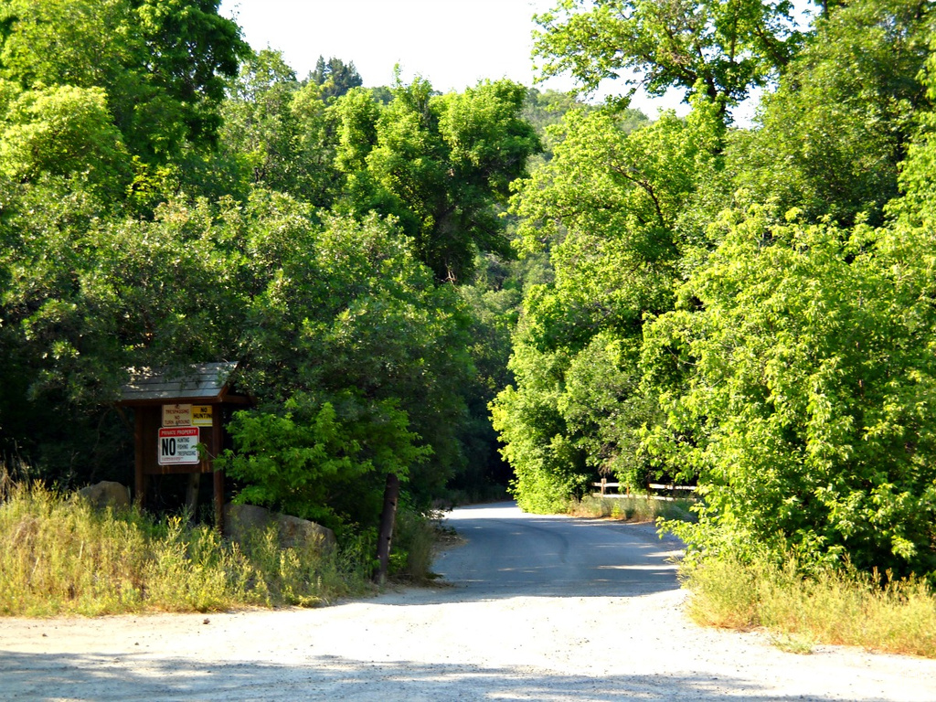 View of dirt / gravel road featuring a forest view