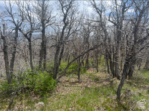 View of undeveloped land