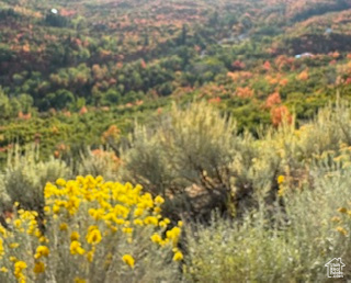 Mountain view with a forest