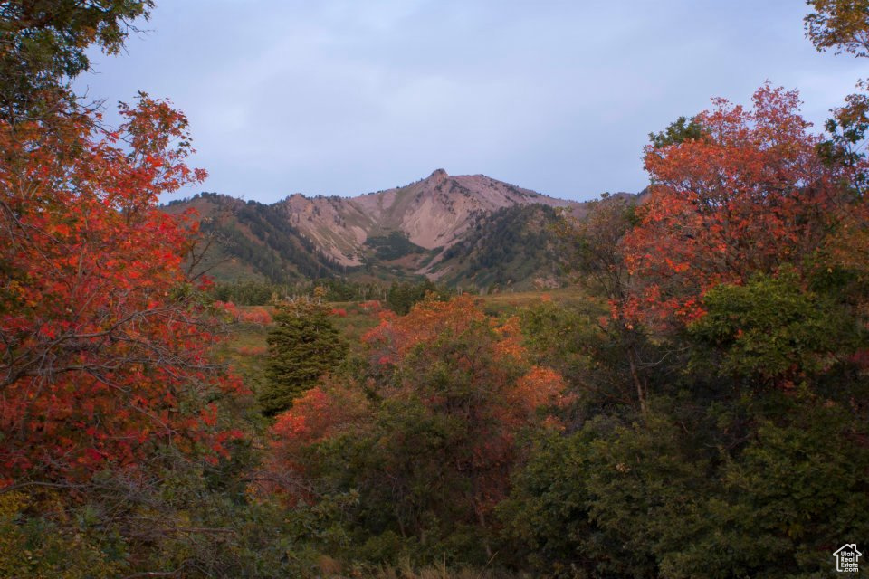 View of mountain background with a heavily wooded area