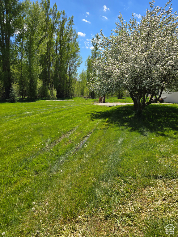 View of green lawn