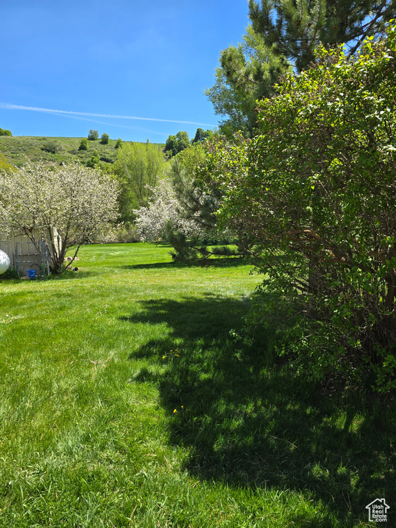 View of grassy yard
