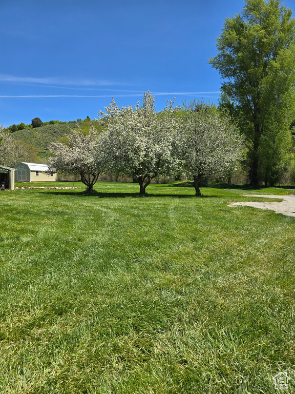 View of green lawn