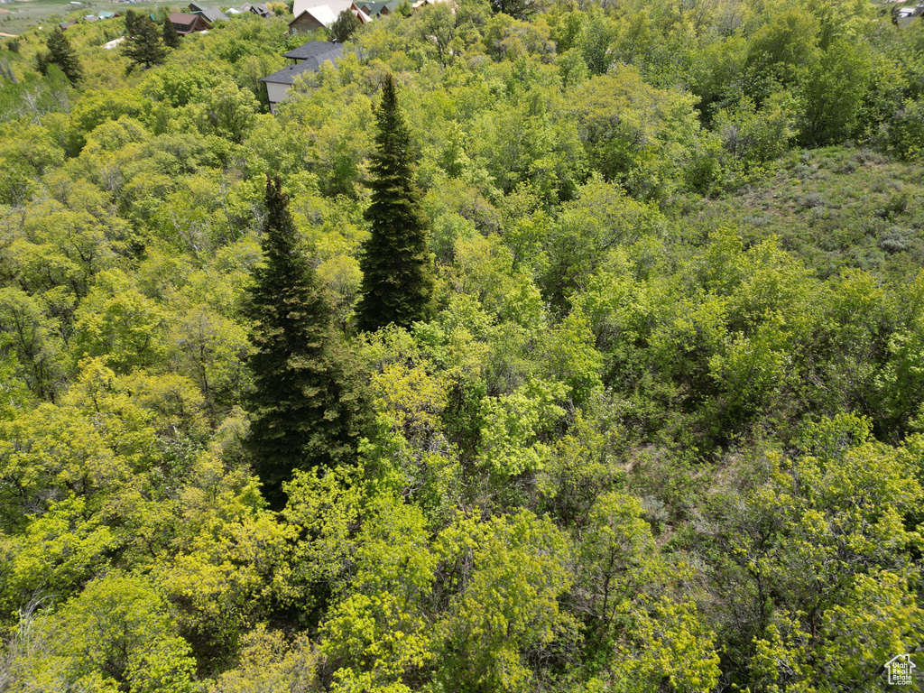 Aerial view of a forest
