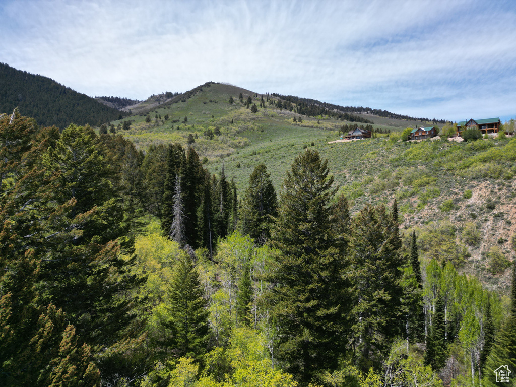 Mountain view with a forest
