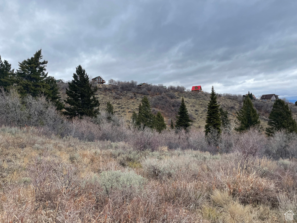 View of local wilderness