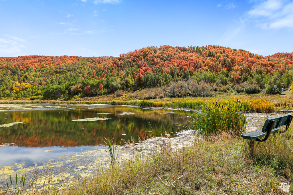 Water view with a forest