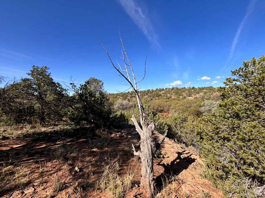 View of local wilderness