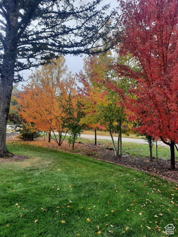View of green lawn