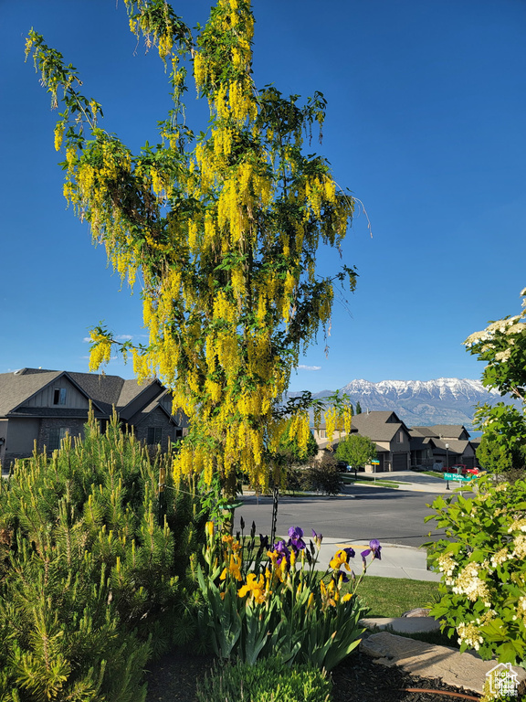 View of yard with a mountain view and a residential view