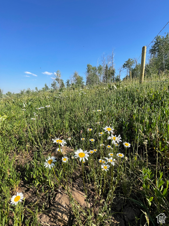 View of local wilderness