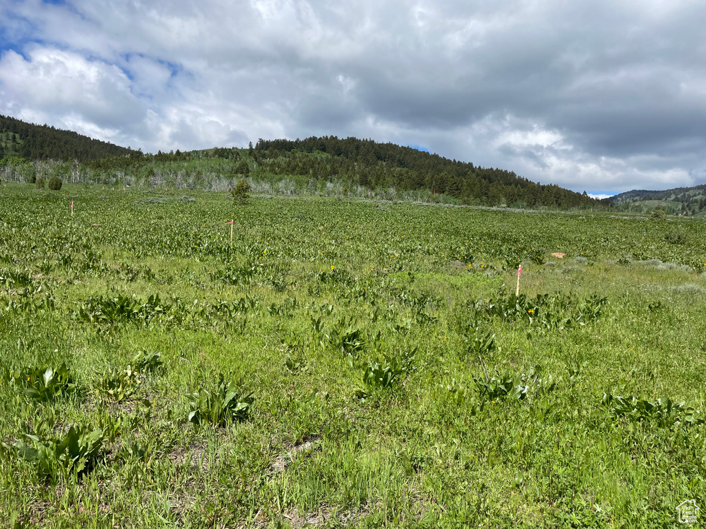 View of local wilderness