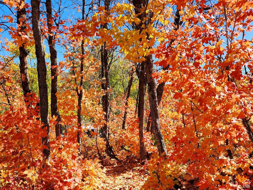 View of local wilderness