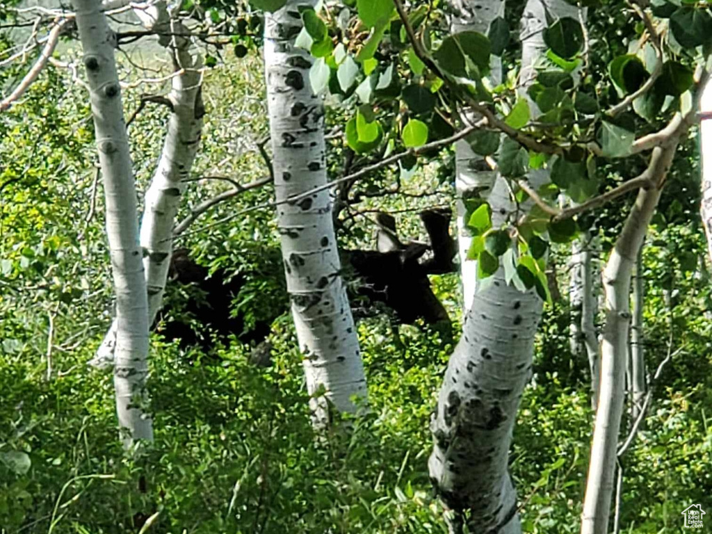 View of nature