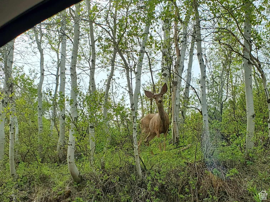 View of local wilderness