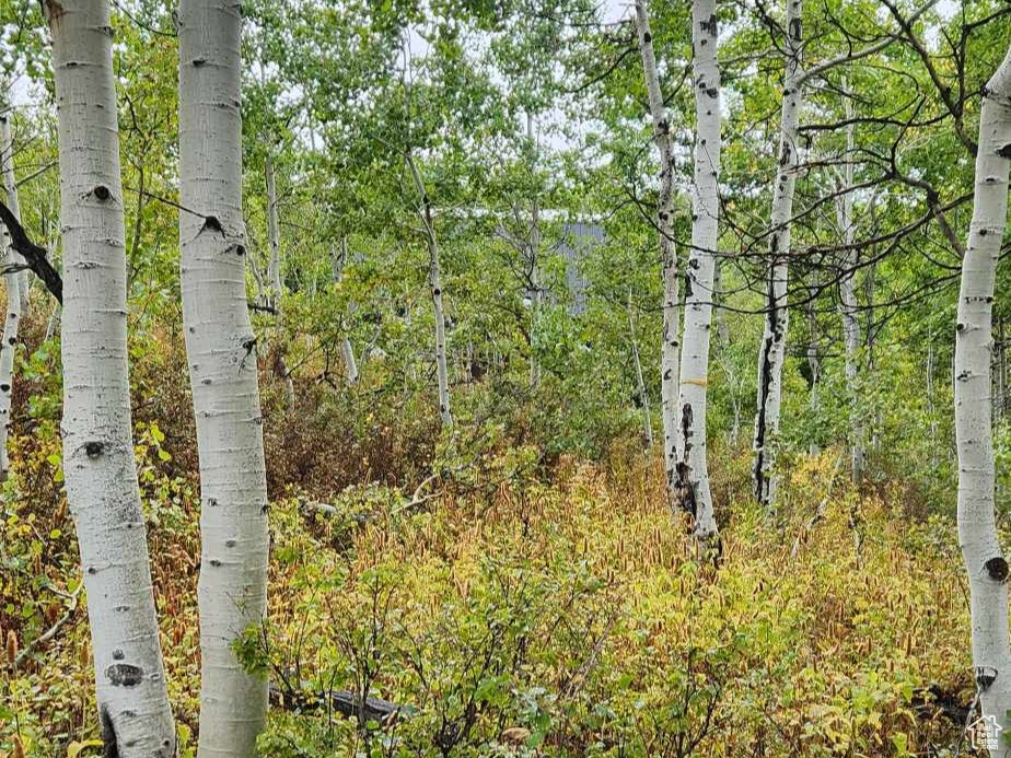 View of local wilderness