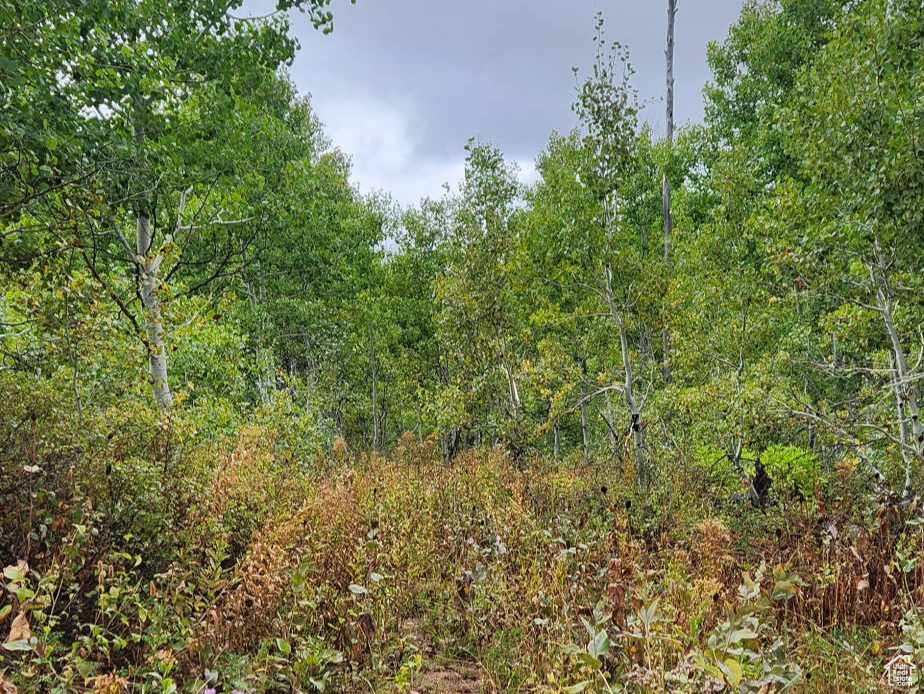 View of woods