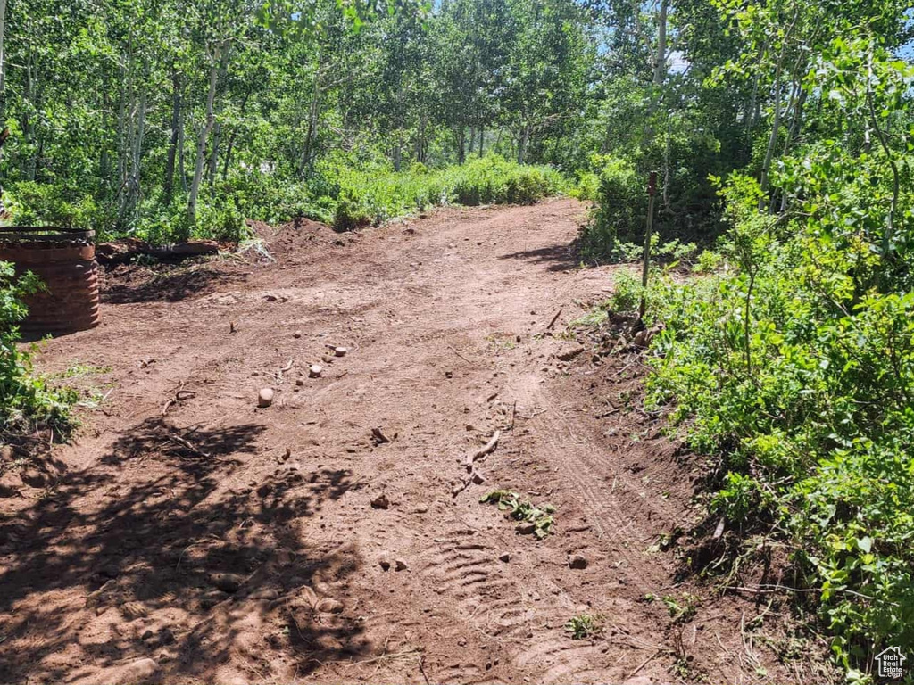 View of local wilderness