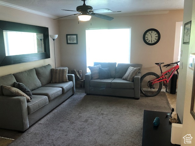 Carpeted living area with crown molding and ceiling fan