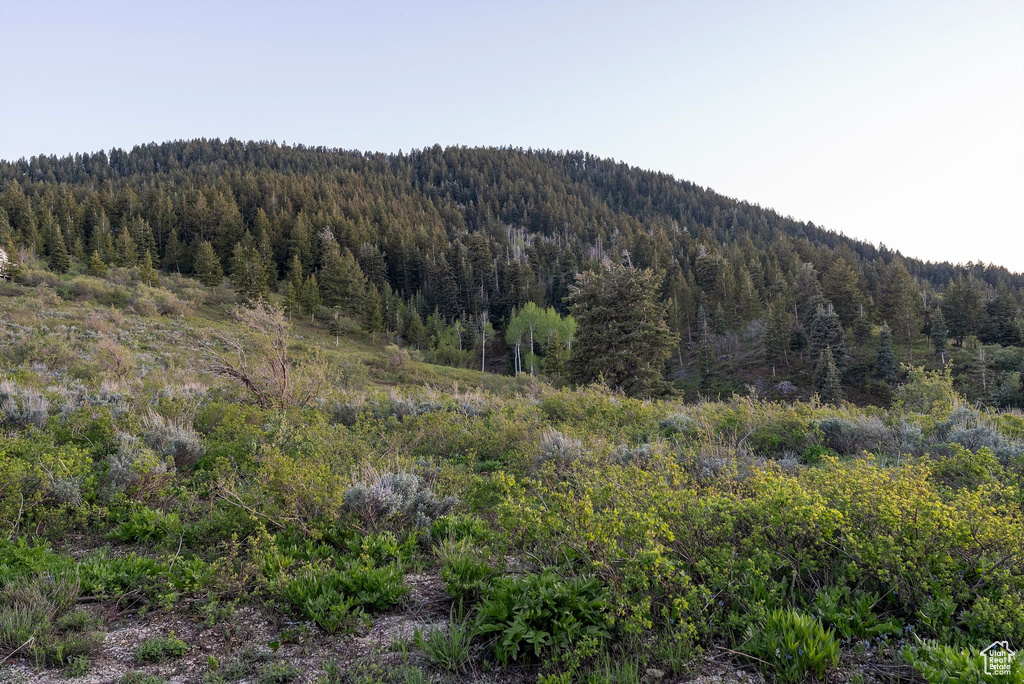 View of mountain background featuring a heavily wooded area
