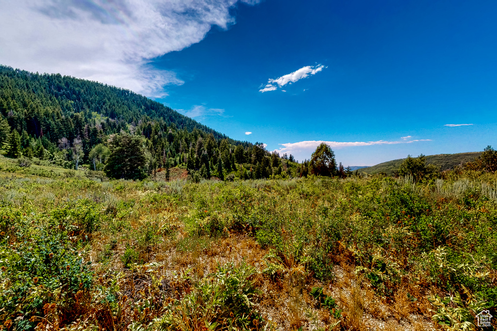 Mountain view featuring a forest