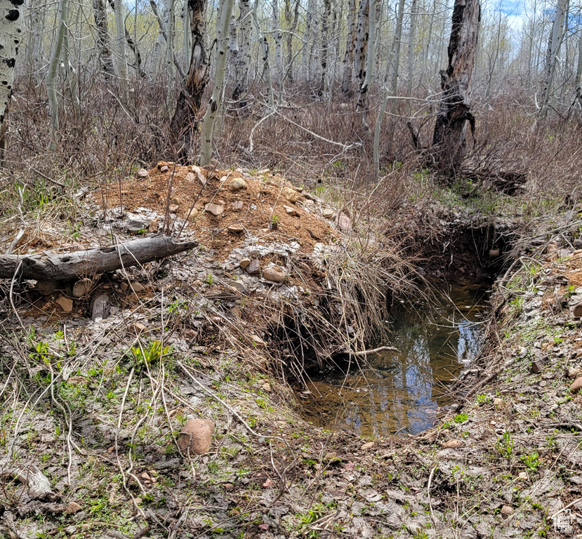 View of local wilderness
