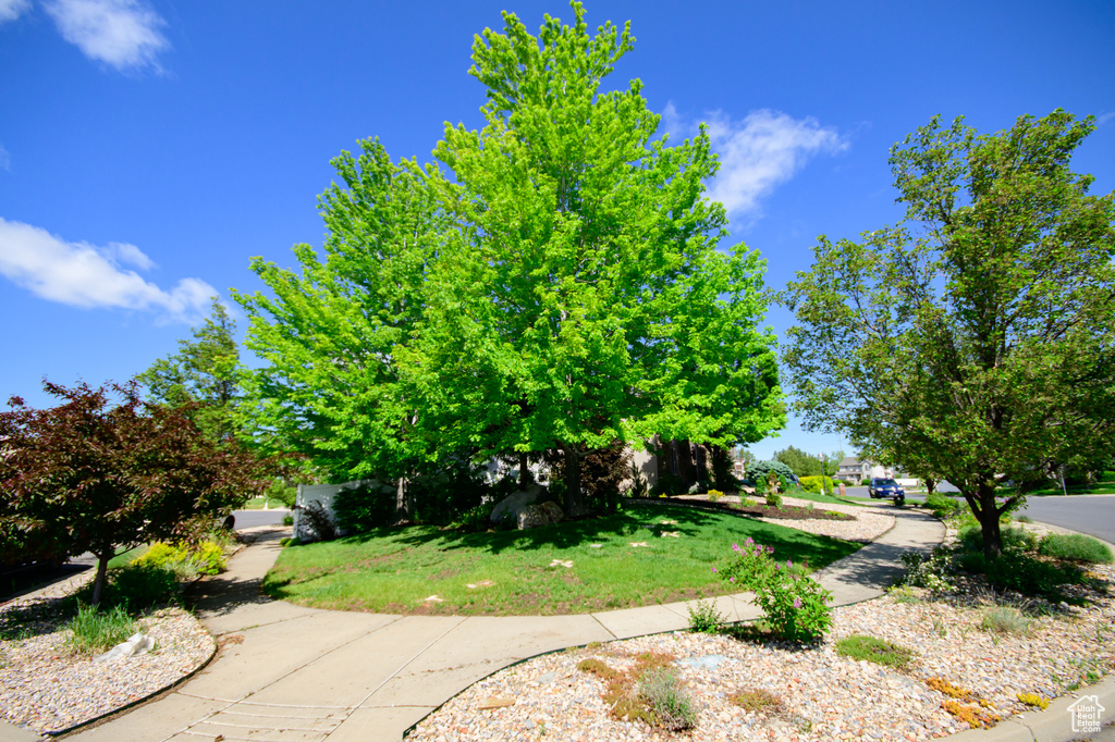 View of green lawn