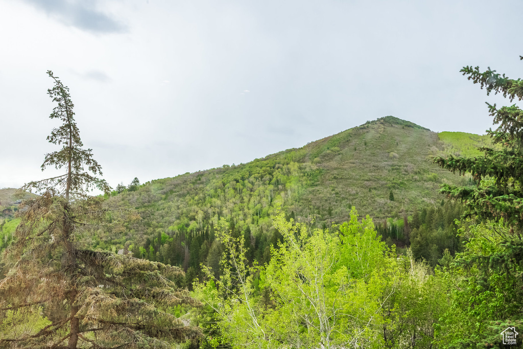View of mountain background with a heavily wooded area