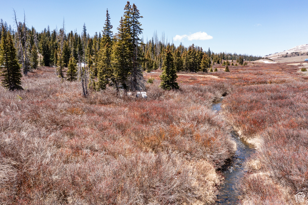 View of local wilderness