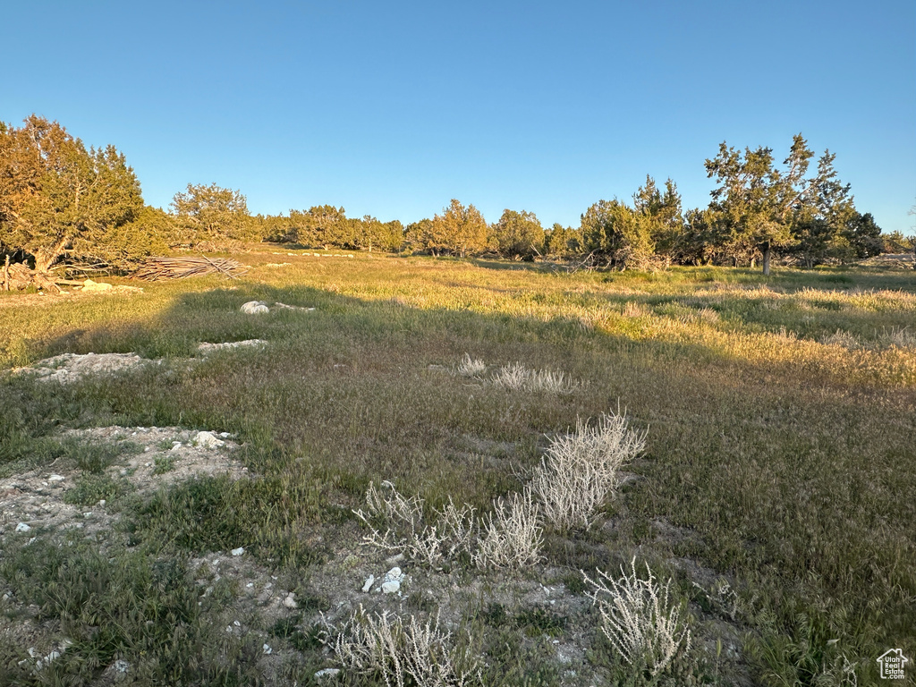 View of local wilderness