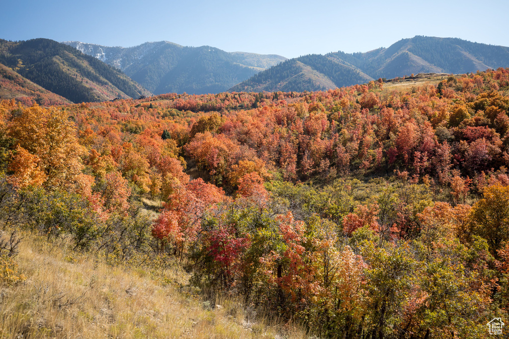 Mountain view with a heavily wooded area