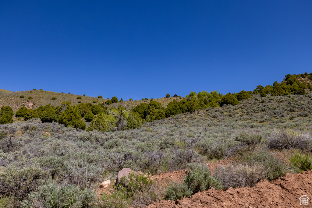 View of local wilderness