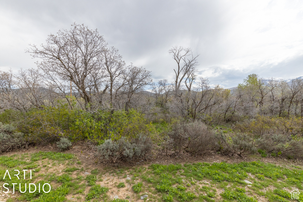 View of wooded area