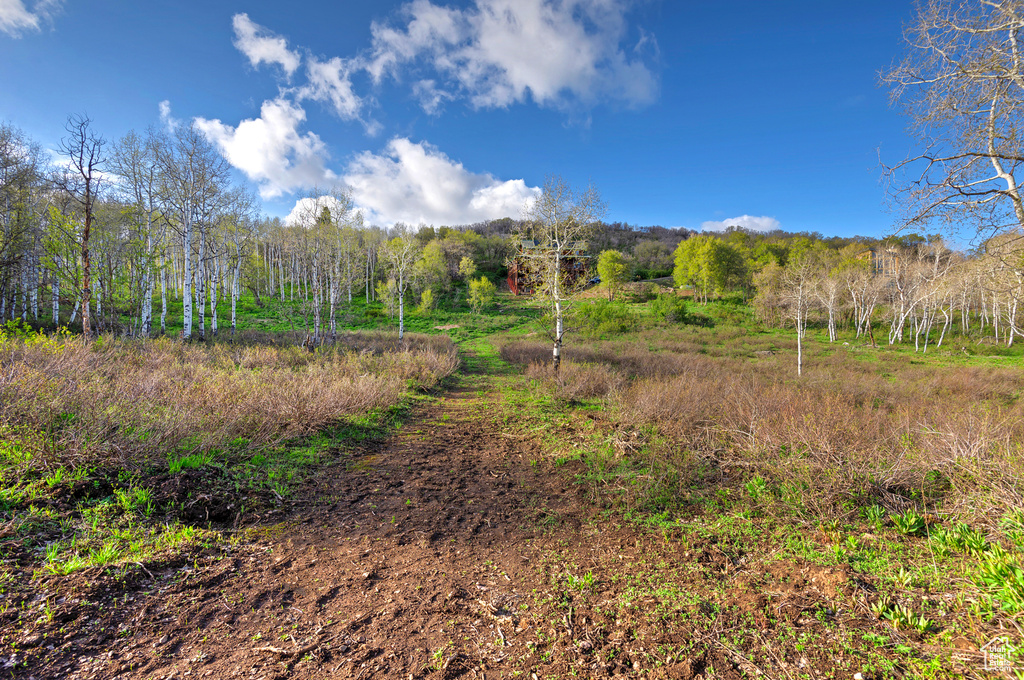View of woods