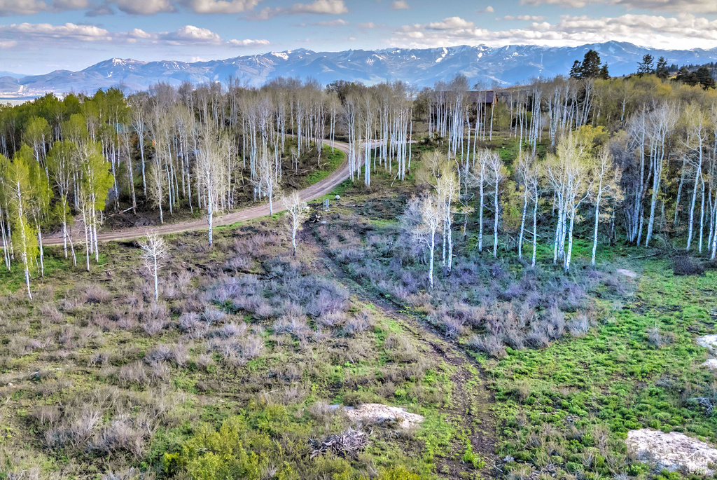 View of mountain backdrop with a heavily wooded area