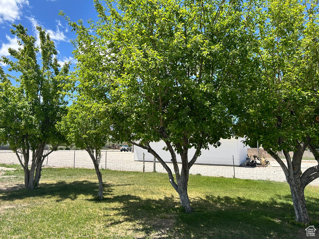 View of grassy yard