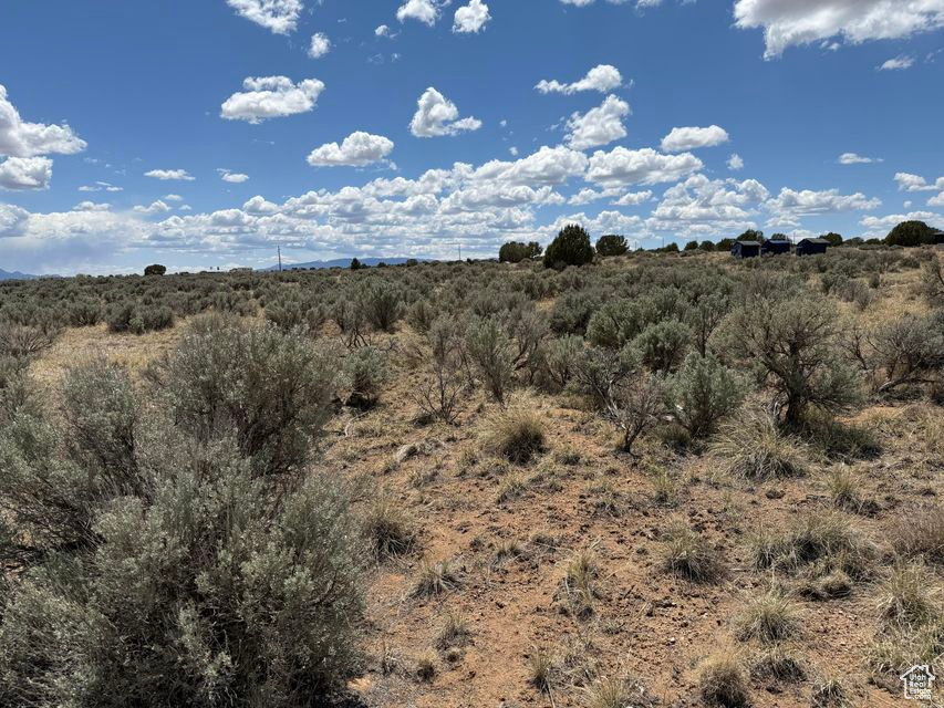 View of local wilderness