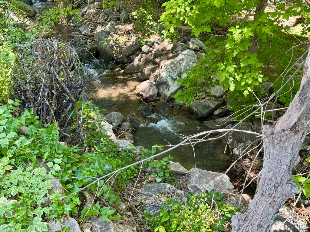 View of local wilderness