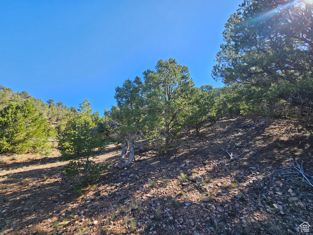 View of local wilderness