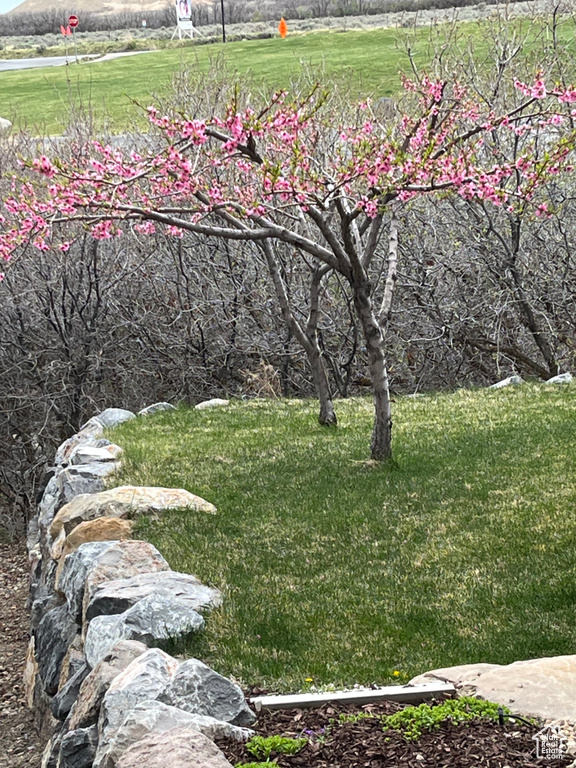 View of green lawn