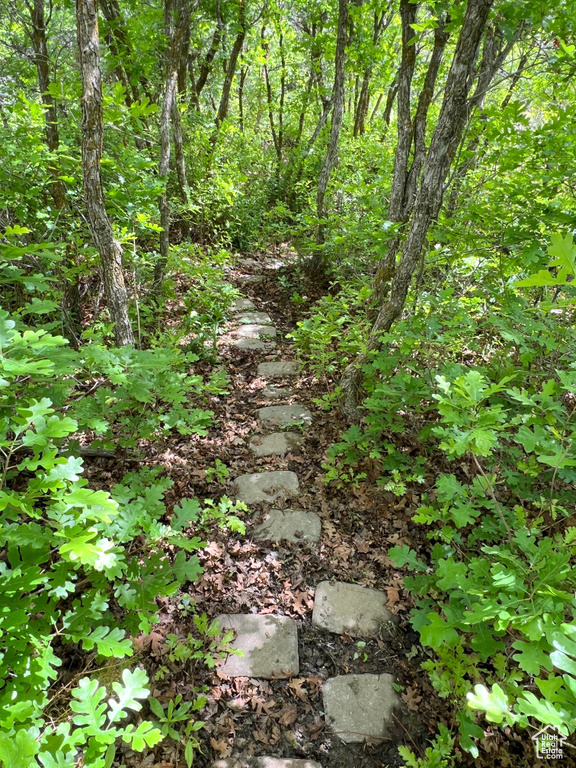 View of local wilderness