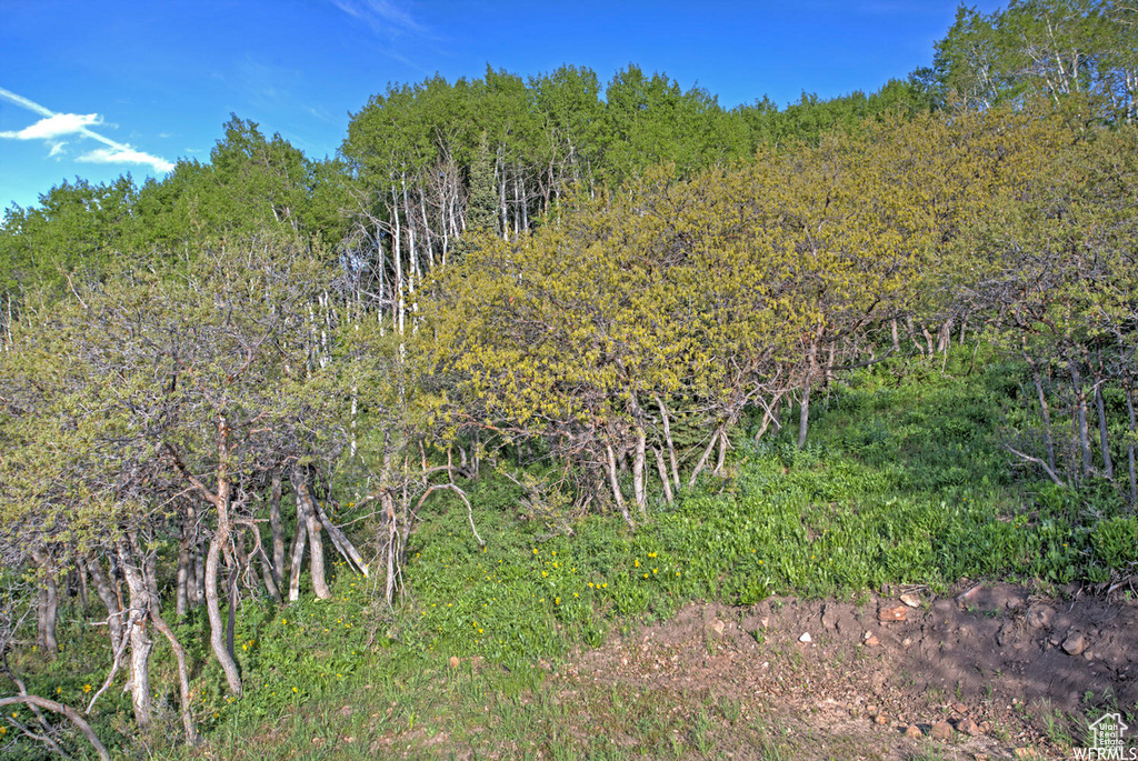 View of woods