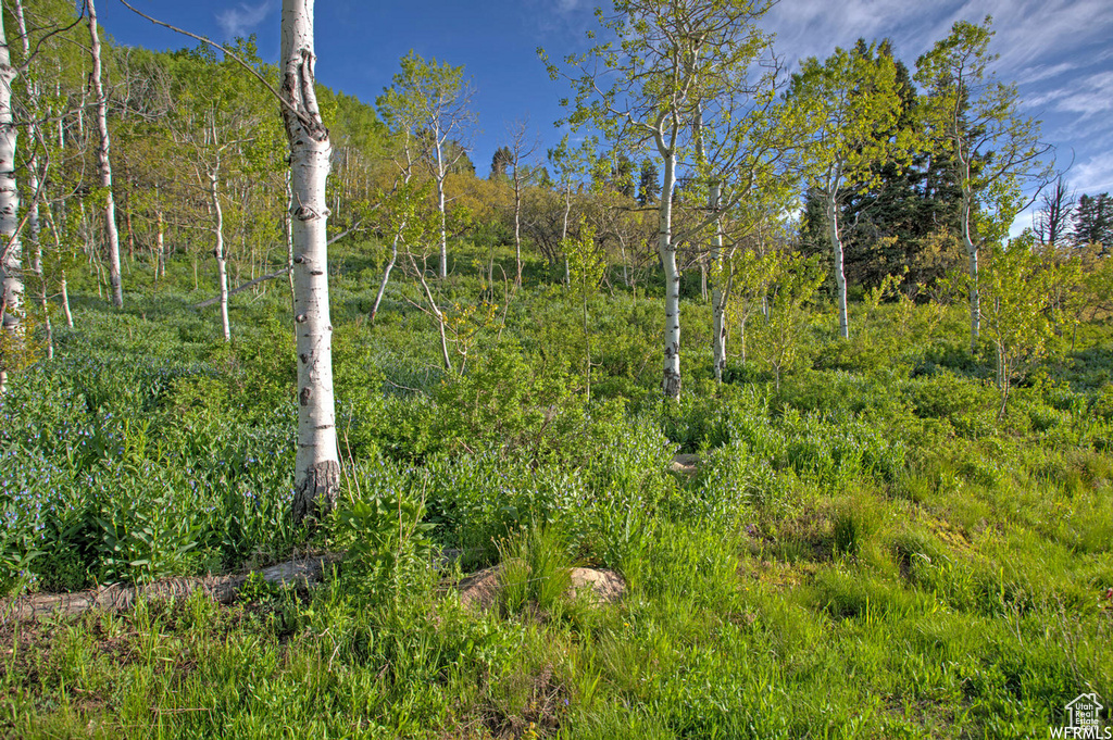 View of woods