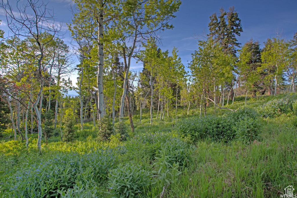 View of nature