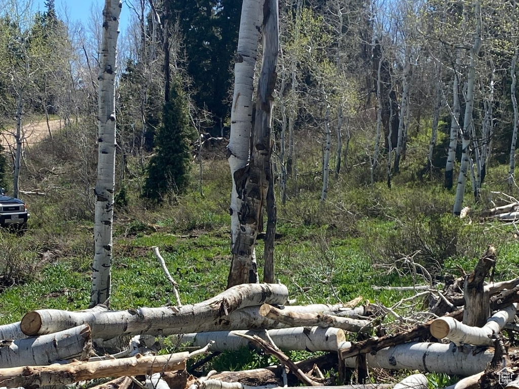 View of nature