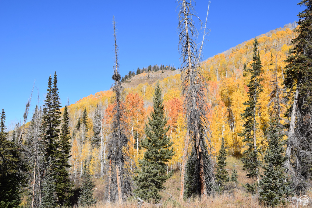 View of mountain backdrop with a forest